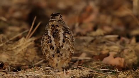 Funny bird just vibing to the beat