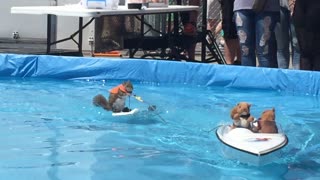 Squirrel Water Skiing