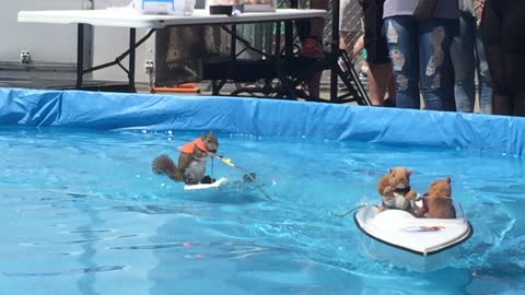 Squirrel Water Skiing