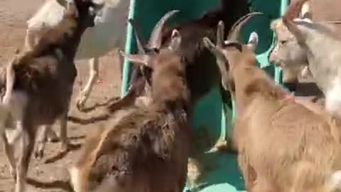 Woman is trying to move wheelbarrow, but goats won't stay out of it!