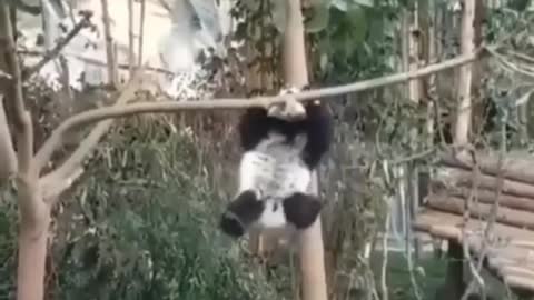 Fluffy acrobat