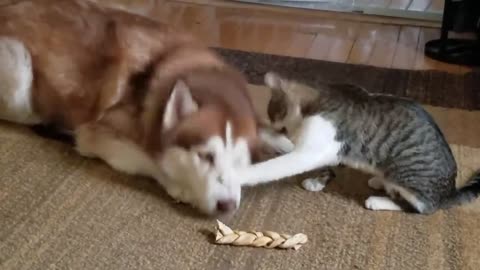 Cat bullies Husky all Time