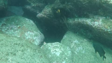 Moray Eel VS Octopus