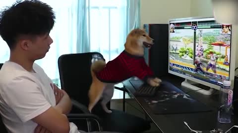 This Dog has excellent gaming skill look at dog reaction!!