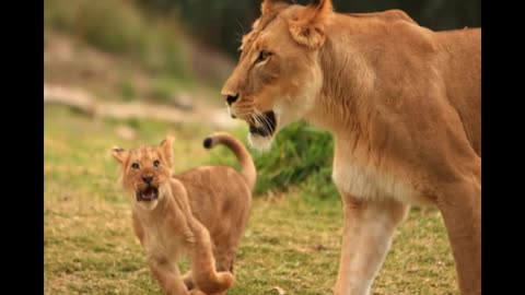 Cute Baby Animals Kids Learning Videos