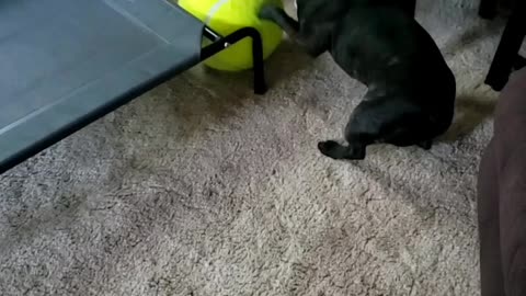 Dog knows how to back out the ball