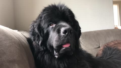 Newfoundland Changes The Expression Of His Face When He Hears The Word “Water”