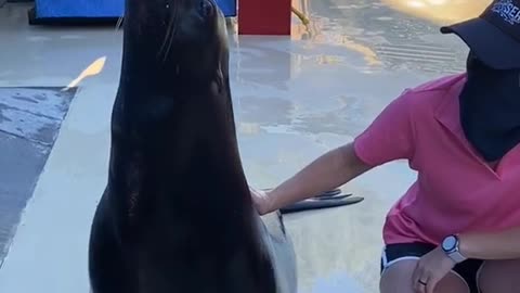 sealion#animallover