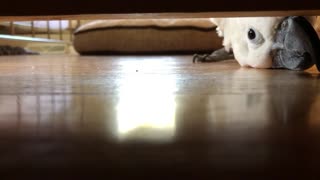 Peek-a-Boo with a Cockatoo