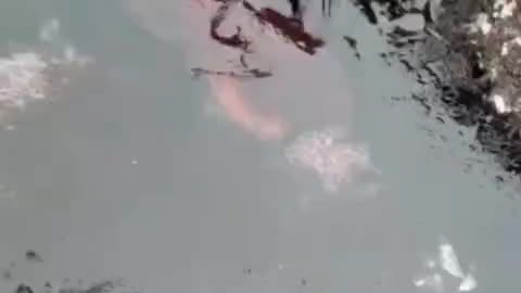 Enchanting Encounter: Rare Sighting of a Giant Pacific Octopus in Yaquina Head Tidepools, Oregon!