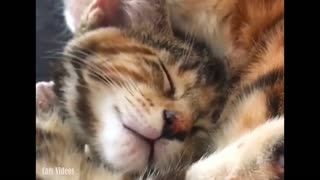 A cat moves his mouth while he sleeps