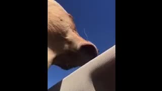 Dog out sunroof wind catches mouth