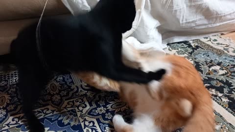 Funny cat wrestling at home