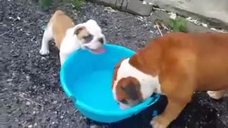 Bulldog destruye embarazosamente un balde de agua