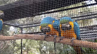 macaw at the zoo