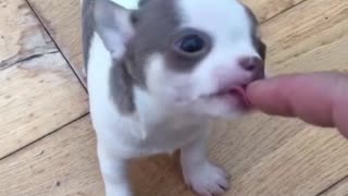 Little puppy teething will brighten your day!