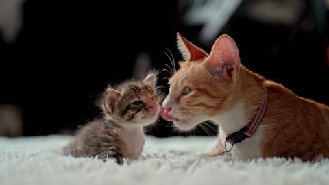 Mother Cat love her baby cat