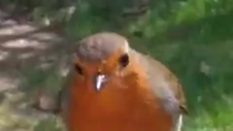 Mother is visiting her son’s grave when a bird shows up to comfort her