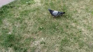 A dove walks and then another one flies in.