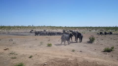 Two bull elephants fighting around Omuramba Waterhole in at Khaudum National Park in Namibia