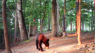 The Woods - 07/06/2021 Bear