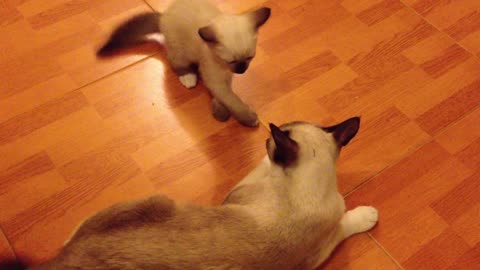 Baby Siamese cat plays & bites it's mom