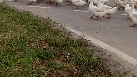 Duck flocks in an urban area make people give way
