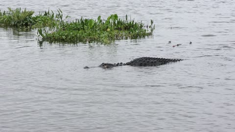 American Alligator missed the fish