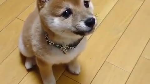 Adorable little husky sitting down for some nuts