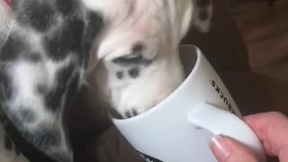 Dalmatian pup enjoying her bev by the fire