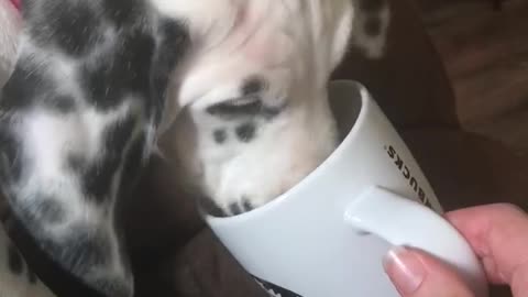 Dalmatian pup enjoying her bev by the fire