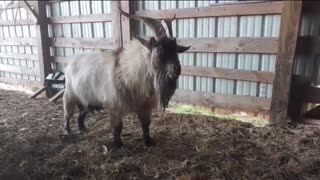 Gabbing Goat