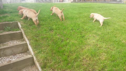 6 week old lab puppies enjoy a sunny day in the garden