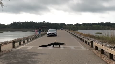 Alligator Moseys Across Crosswalk