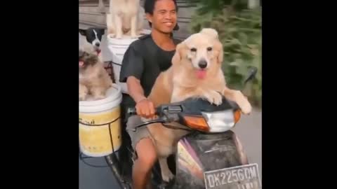 Use a locomotive to load a lot of dogs and run on the road