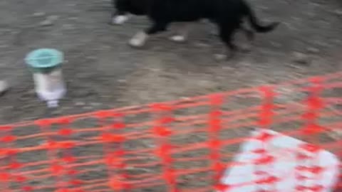 Corgi puppy tries to play with other dog