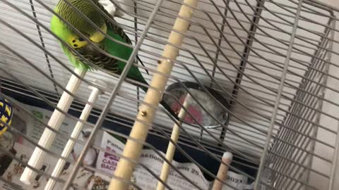 Budgie sleeping