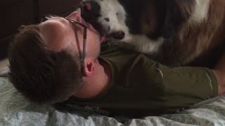 Giant Saint Bernard demands hugs from owner