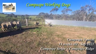 Campaspe Venom - 15 wks - Campaspe Stripe x Campaspe Ridge