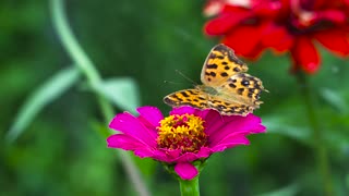 Butterfly Flying on Flower