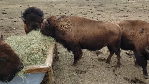 Fun on the Farm - Bison Spring feeding