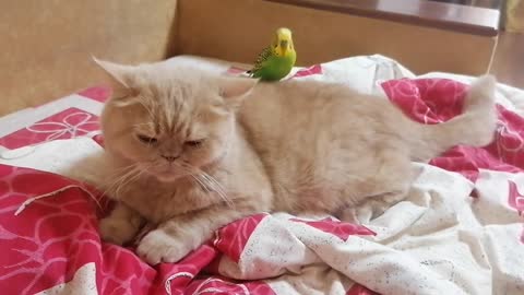 Кот и птица, милые животные #174