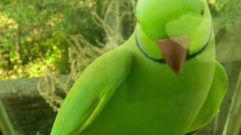Green Parrot knocking on door