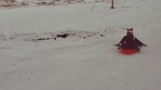 Kids and Sleds!