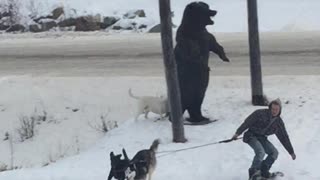 Dogs Drag Snowboarder Across the Street