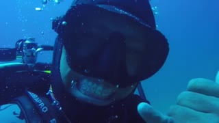 Diver Takes a Dip with Sharks