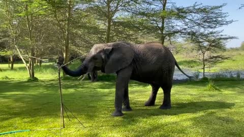 An elephant takes a drink from a sprinkler.