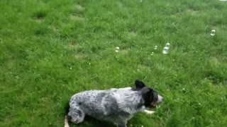 Dog Attacks Bubbles