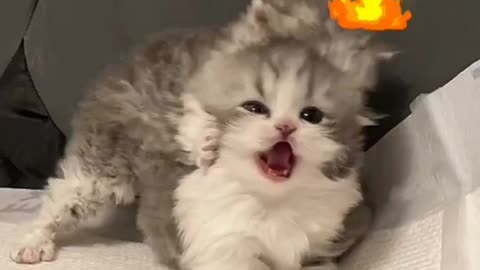 OMG So Cute 😍 Best Funny Cats Compilation #Shorts