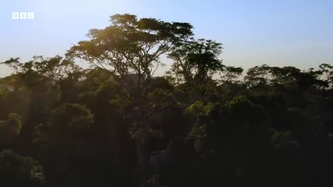 Melodies from the Atlantic Rainforest | Nature's Tranquil Serenade | Discover The Wild | BBC Eart